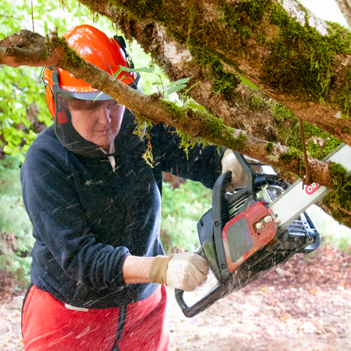 Woman sawing a tree limb with a Single Rivet Guide Bar